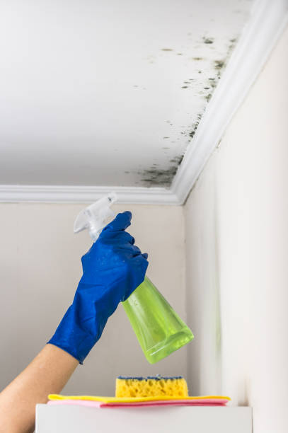 Jacksonville Beach, FL Mold Removal Company